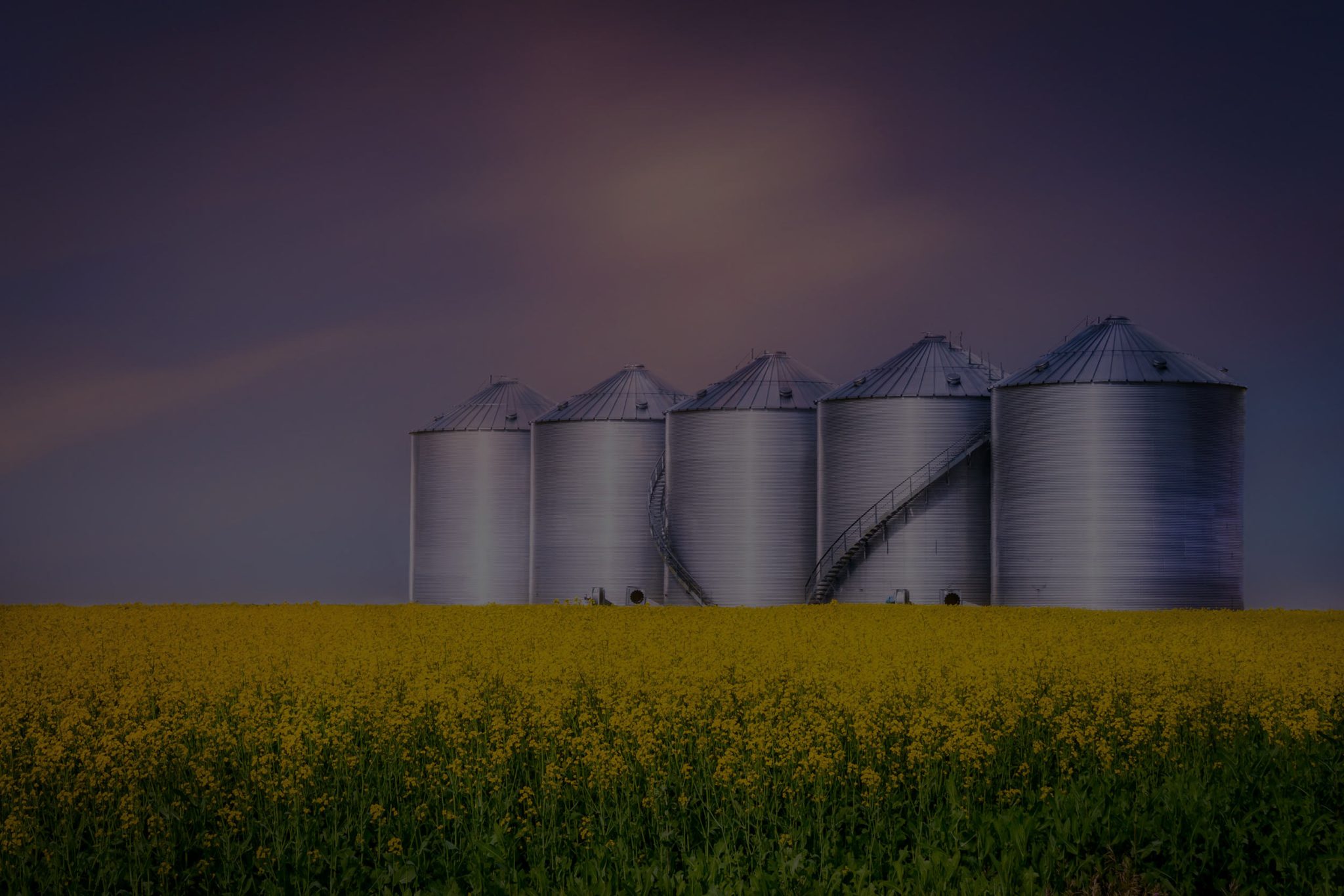 Grain bins beside a canola field at dusk