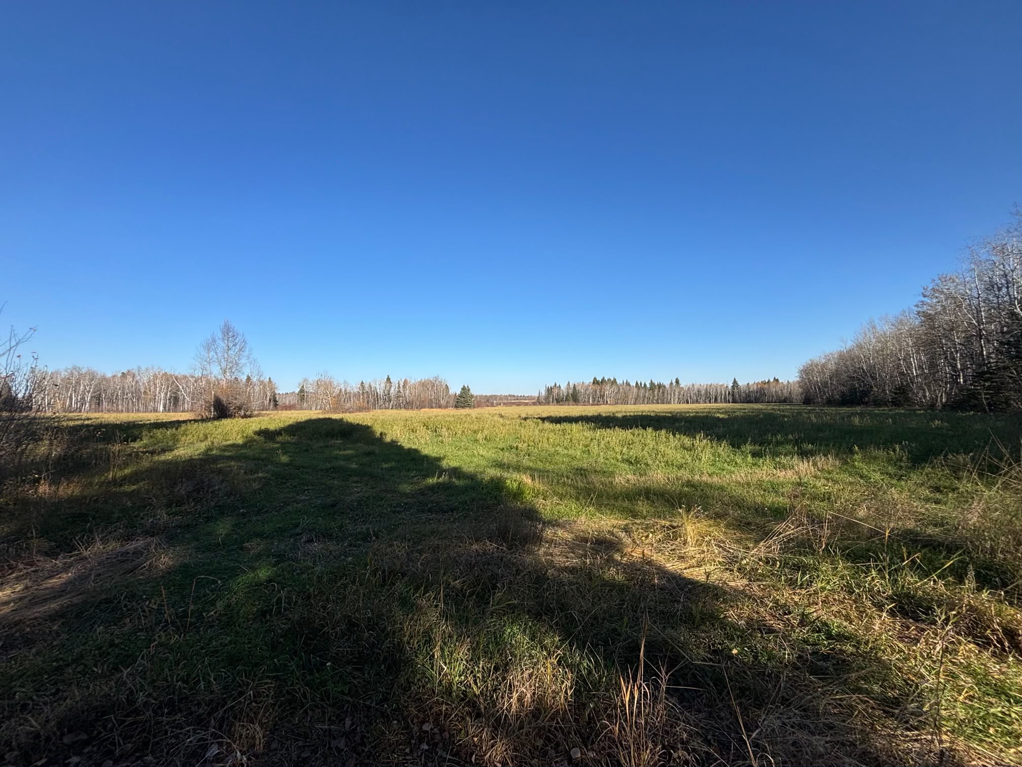 Open meadow bordered by forest and blue sky